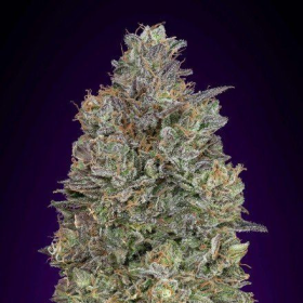 Critical Purple Kush - ADVANCED SEEDS | TanieSianie.pl