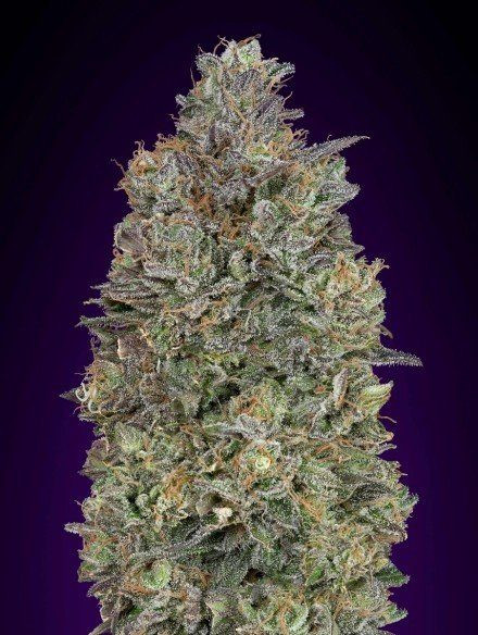 Critical Purple Kush - ADVANCED SEEDS | TanieSianie.pl