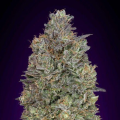 Critical Purple Kush - ADVANCED SEEDS