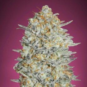 GELATO #33 - ADVANCED SEEDS | TanieSianie.pl