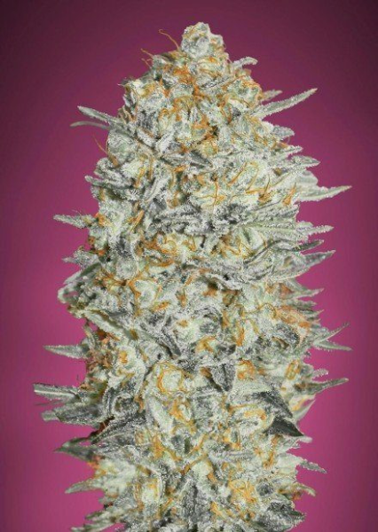 GELATO #33 - ADVANCED SEEDS | TanieSianie.pl