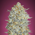 GELATO #33 - ADVANCED SEEDS