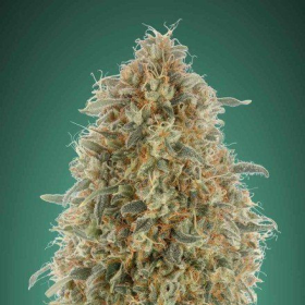 Gorilla Blue - ADVANCED SEEDS | TanieSianie.pl