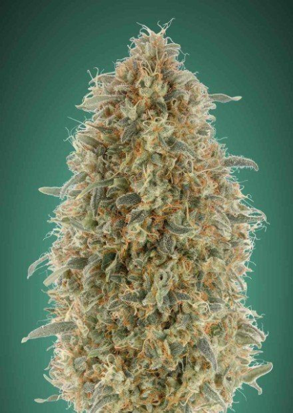 Gorilla Blue - ADVANCED SEEDS | TanieSianie.pl