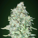 OG KUSH SFV - ADVANCED SEEDS | TanieSianie.pl