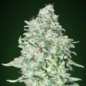 OG KUSH SFV - ADVANCED SEEDS | TanieSianie.pl