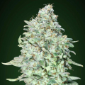 OG KUSH SFV - ADVANCED SEEDS