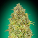 SKUNK 47 - ADVANCED SEEDS | TanieSianie.pl