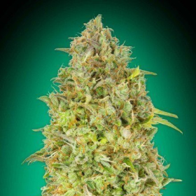 SKUNK 47 - ADVANCED SEEDS | TanieSianie.pl