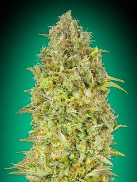 SKUNK 47 - ADVANCED SEEDS | TanieSianie.pl