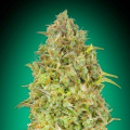 SKUNK 47 - ADVANCED SEEDS