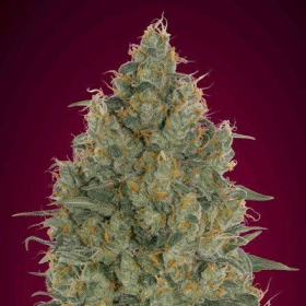 Strawberry Gum - ADVANCED SEEDS | TanieSianie.pl