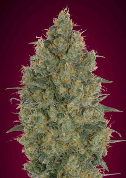 Strawberry Gum - ADVANCED SEEDS | TanieSianie.pl