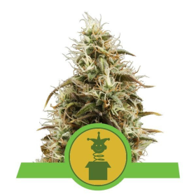 Royal Jack Automatic - ROYAL QUEEN SEEDS | TanieSianie.pl