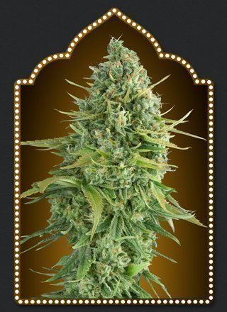 Auto Do Si Dos Cookies - 00 SEEDS BANK | TanieSianie.pl