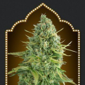 Auto Do Si Dos Cookies - 00 SEEDS BANK