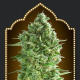 Do Si Dos Cookies - 00 SEEDS BANK | TanieSianie.pl