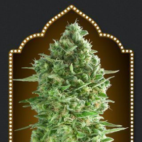 Do Si Dos Cookies - 00 SEEDS BANK | TanieSianie.pl