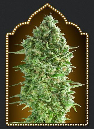 Do Si Dos Cookies - 00 SEEDS BANK | TanieSianie.pl
