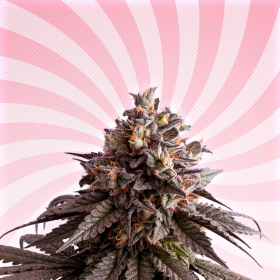 Gelato-K - KANNABIA SEED | TanieSianie.pl