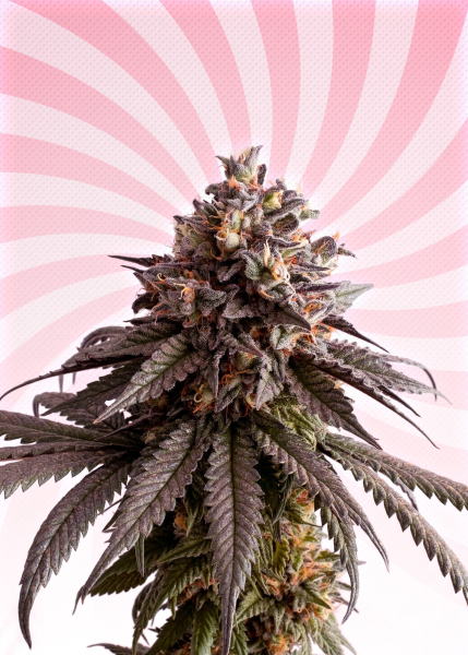 Gelato-K - KANNABIA SEED | TanieSianie.pl