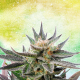 Sativa Dream - KANNABIA SEED | TanieSianie.pl