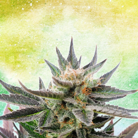 Sativa Dream - KANNABIA SEED | TanieSianie.pl