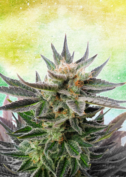 Sativa Dream - KANNABIA SEED | TanieSianie.pl
