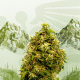 Swiss Dream CBD - KANNABIA SEED | TanieSianie.pl