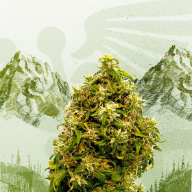 Swiss Dream CBD - KANNABIA SEED | TanieSianie.pl