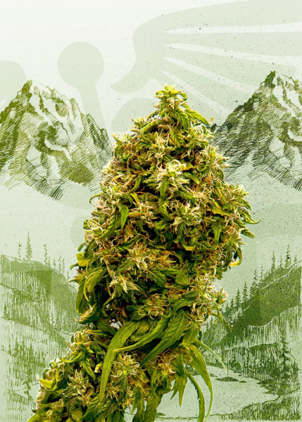 Swiss Dream CBD - KANNABIA SEED | TanieSianie.pl
