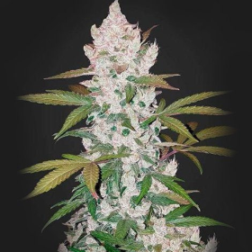 Girl Scout Cookies Auto | TanieSianie.pl
