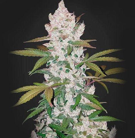 Girl Scout Cookies Auto | TanieSianie.pl