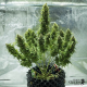 Royal Jack Automatic - ROYAL QUEEN SEEDS | TanieSianie.pl