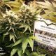 Masterkush - DUTCH PASSION | TanieSianie.pl