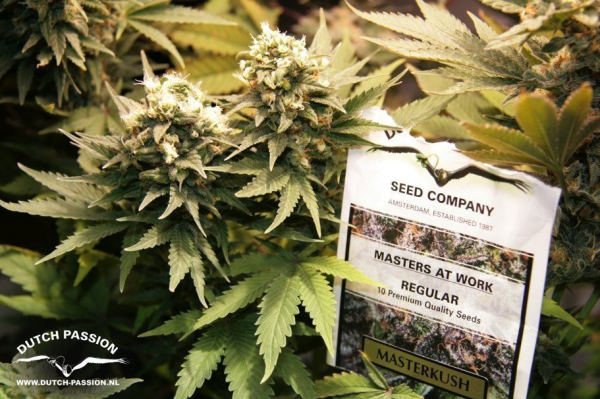 Masterkush - DUTCH PASSION | TanieSianie.pl