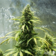 Royal Jack Automatic - ROYAL QUEEN SEEDS | TanieSianie.pl