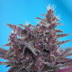 Black Cream Auto - SWEET SEEDS | TanieSianie.pl