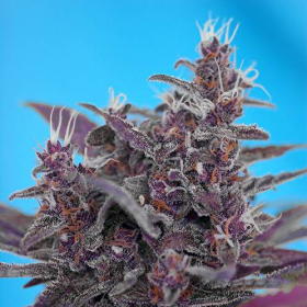 Black Cream Auto - SWEET SEEDS | TanieSianie.pl