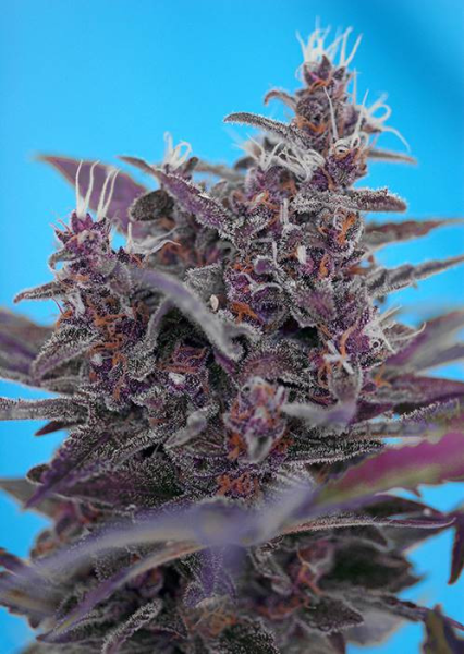 Black Cream Auto - SWEET SEEDS | TanieSianie.pl