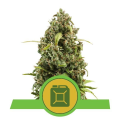 Diesel Automatic - ROYAL QUEEN SEEDS