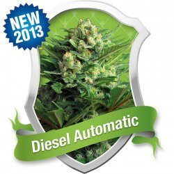 Diesel Automatic - ROYAL QUEEN SEEDS | TanieSianie.pl