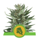 Royal Cheese Automatic - ROYAL QUEEN SEEDS | TanieSianie.pl
