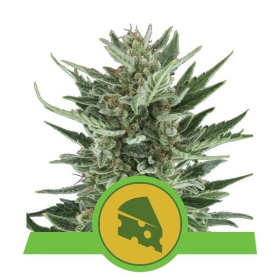 Royal Cheese Automatic - ROYAL QUEEN SEEDS | TanieSianie.pl