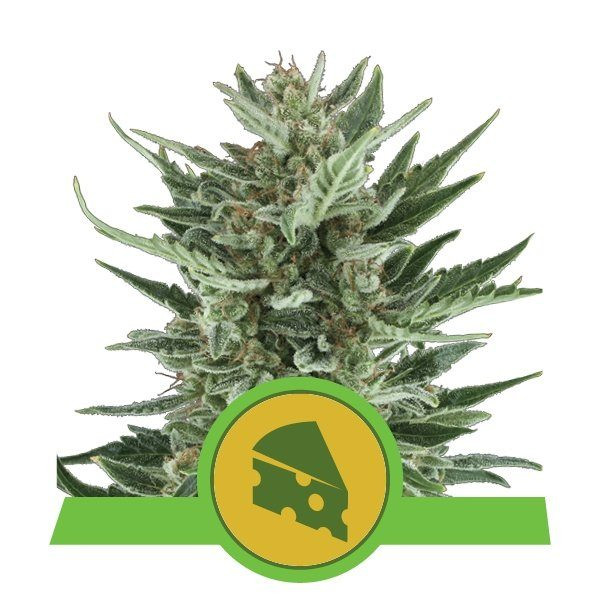 Royal Cheese Automatic - ROYAL QUEEN SEEDS | TanieSianie.pl