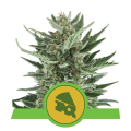 Royal Cheese Automatic - ROYAL QUEEN SEEDS