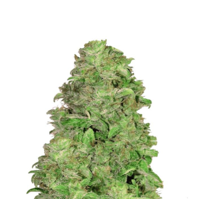 CBD 20:1 Auto - FASTBUDS | TanieSianie.pl