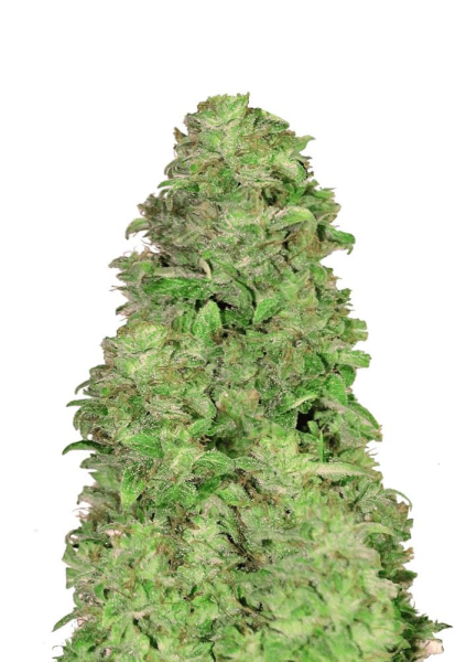 CBD 20:1 Auto - FASTBUDS | TanieSianie.pl