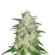 Gelato Auto - FASTBUDS | TanieSianie.pl