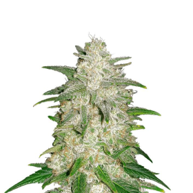 Gelato Auto - FASTBUDS | TanieSianie.pl